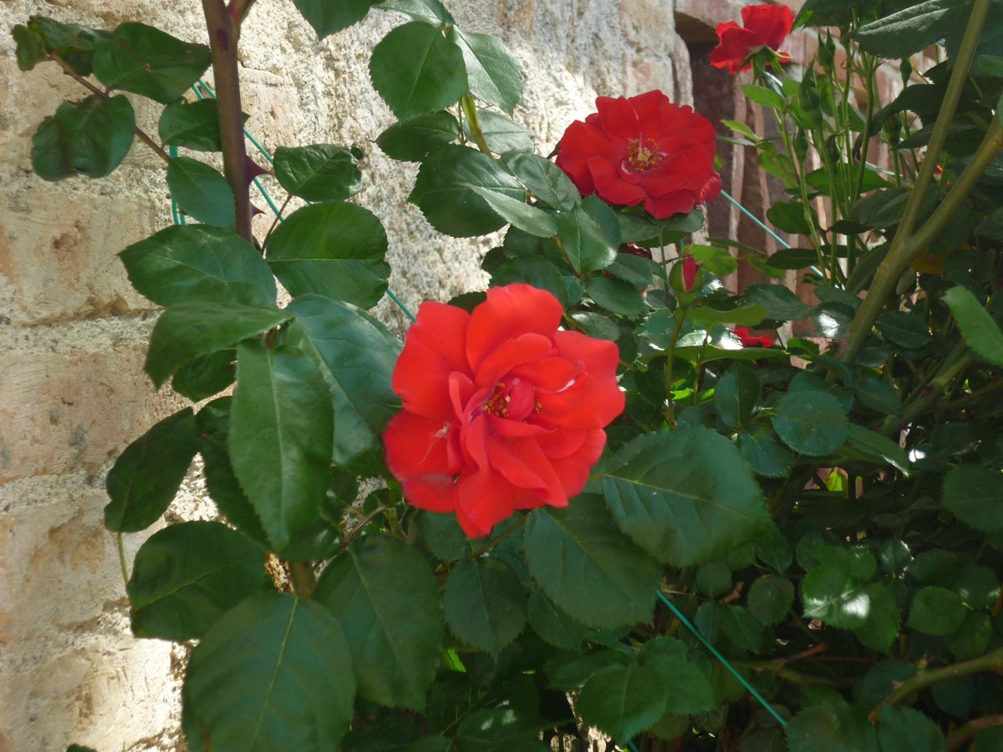 Fattoria Agriturismo Nerbona กาโซเล เดลซา ภายนอก รูปภาพ